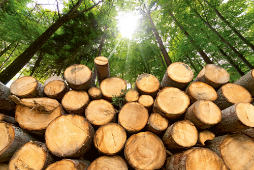 Holzpolter startseite iStock 527072689
