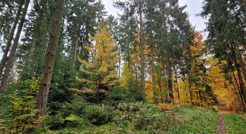 Wald Hella